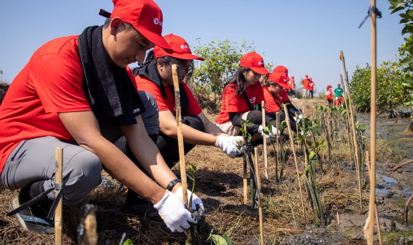 OCBC Tanam Mangrove